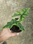 Alocasia Jacklyn - M