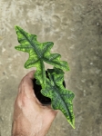 Alocasia Jacklyn - M
