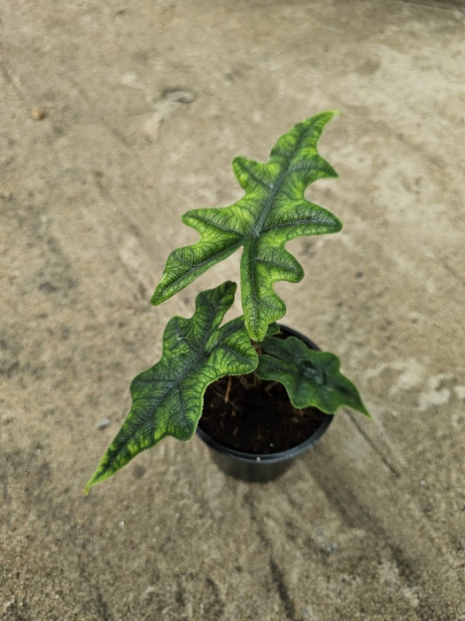 Alocasia Jacklyn - M
