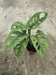 Monstera Adansonii Mint - L
