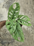 Monstera Adansonii Mint - L