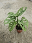 Monstera Adansonii Mint - L