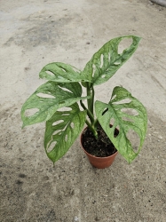 Monstera Adansonii Mint - L