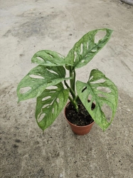 Monstera Adansonii Mint - L