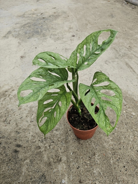 Monstera Adansonii Mint - L
