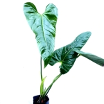 Anthurium effusispathum 1