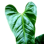 Anthurium effusispathum