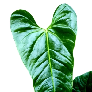 Anthurium effusispathum
