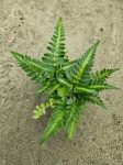Paproć rumohra adiantiformis 'Variegata'