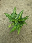 Paproć rumohra adiantiformis 'Variegata'