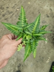 Paproć rumohra adiantiformis 'Variegata'
