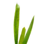 Anthurium coriaceum