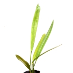 Anthurium coriaceum 1
