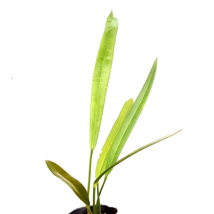 Anthurium coriaceum