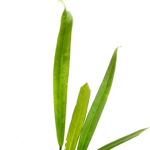 Anthurium coriaceum