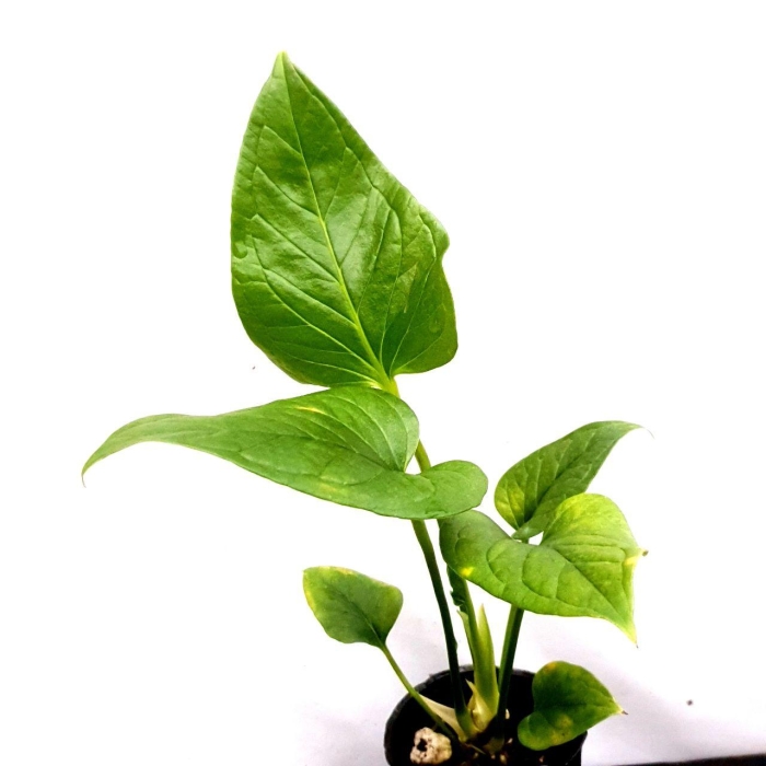 Anthurium lancea 