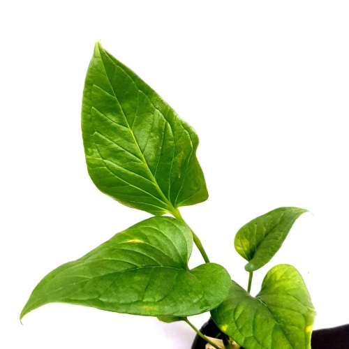 Anthurium lancea 