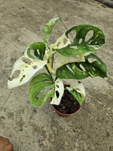 Monstera adansonii variegata - L