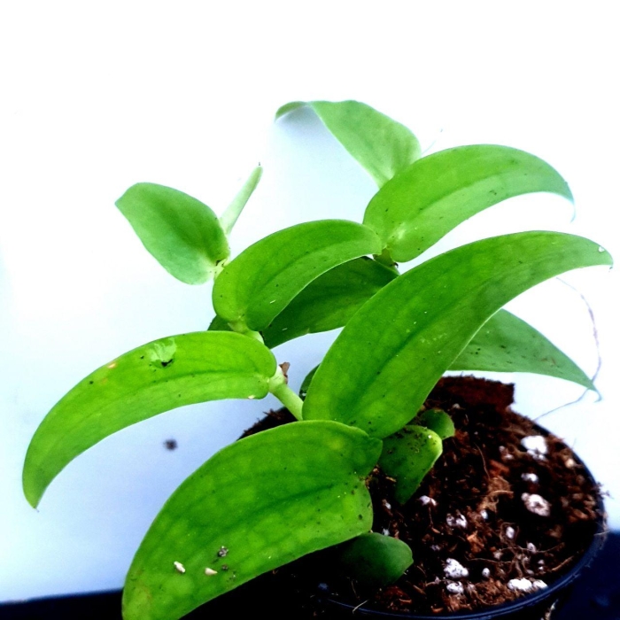Rhaphidophora korthalsii Narrow Leaf
