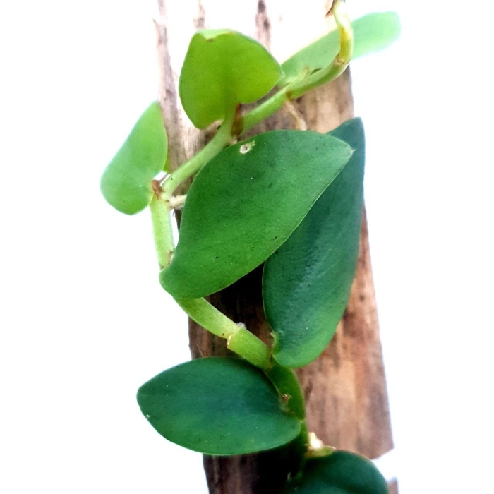 Rhaphidophora latevaginata
