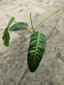 Philodendron patriciae - XL