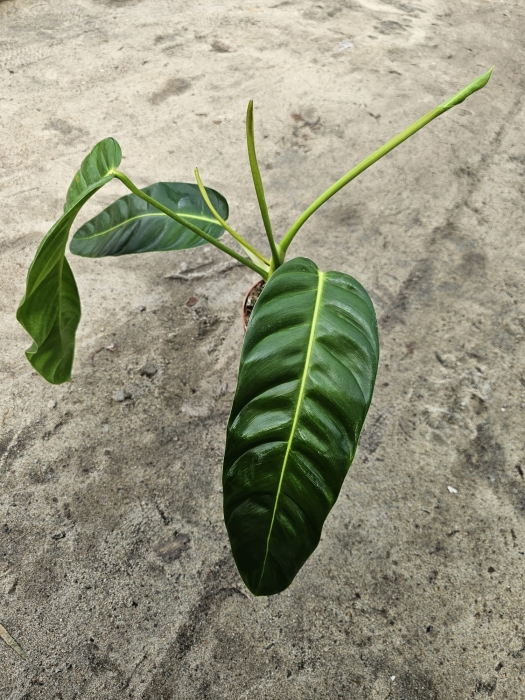 Philodendron patriciae - XL