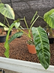 Philodendron patriciae - XL