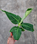 Musa 'Tropicana' - M
