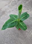 Musa 'Tropicana' - M