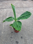 Musa 'Tropicana' - M