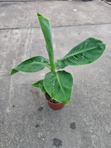 Musa 'Tropicana' - M