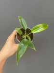 Philodendron Florida - S