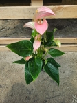 Anthurium Joli