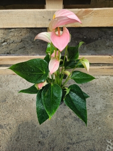 Anthurium Joli - L
