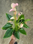 Anthurium Joli