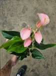 Anthurium Joli