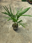Trachycarpus fortunei - L
