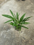 Trachycarpus fortunei - L