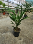 Trachycarpus fortunei - L