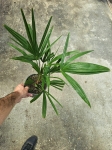 Trachycarpus fortunei - L