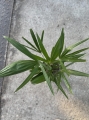 Trachycarpus fortunei - L