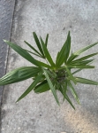 Trachycarpus fortunei - L