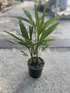 Trachycarpus fortunei - L