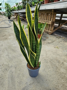 Sansevieria trif. 'Laurentii' - XL
