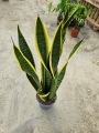 Sansevieria trif. 'Laurentii' - XL