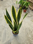 Sansevieria trif. 'Laurentii' - XL