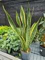 Sansevieria trif. 'Laurentii' - XL