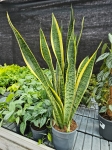 Sansevieria trif. 'Laurentii' - XL