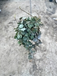 Hoya curtisii