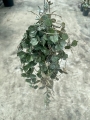 Hoya curtisii